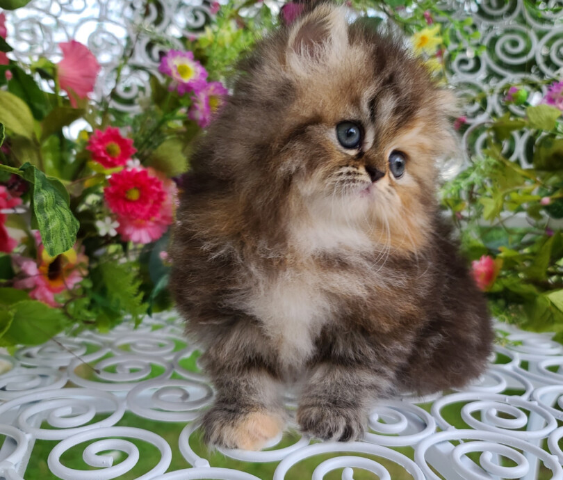 Tortoiseshell Persian Kittens (Past Kittens)